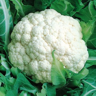 Капуста цветная Осенний гигант - ООО «Семена Тут»