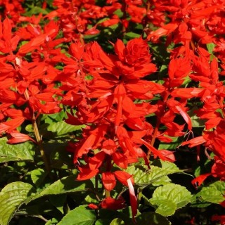 Сальвия Скарлет Флэйр - ООО «Семена Тут»