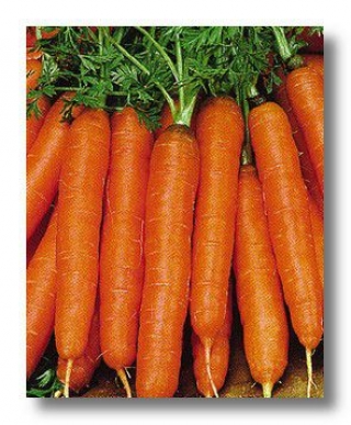 img-1: Морковь Ньюкасл F1 (фракция: 1,8-2,0 мм) - ООО «Семена Тут»