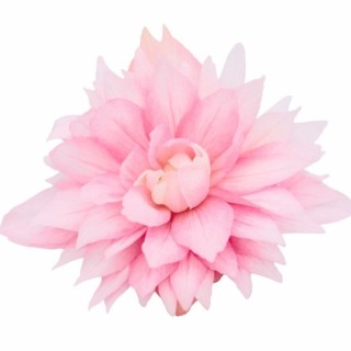 img-1: Бегония Фанки Лайт Пинк [1000 драже] - ООО «Семена Тут»