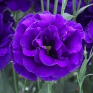 img-1: Эустома Арена 1 Парпл [500 драже] - ООО «Семена Тут»