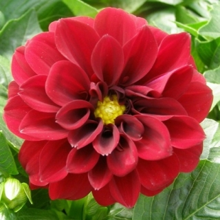 Георгина Фигаро Ред Шейдес [50 шт] - ООО «Семена Тут»