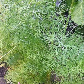 Укроп кустовой Приполярный - ООО «Семена Тут»