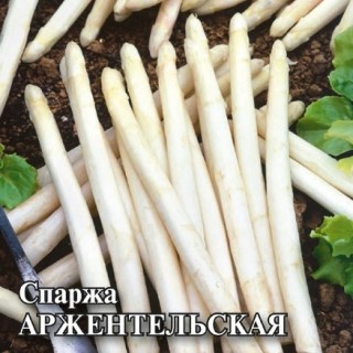 img-1: Спаржа Аржентельская - ООО «Семена Тут»