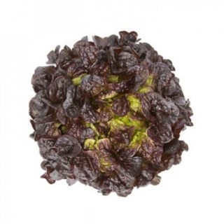 Салат Сатудай - ООО «Семена Тут»