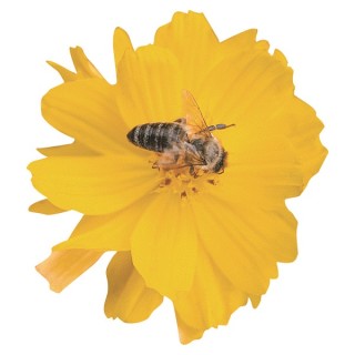 img-1: Космея серно-желтая Космик Еллоу [1000 шт] - ООО «Семена Тут»