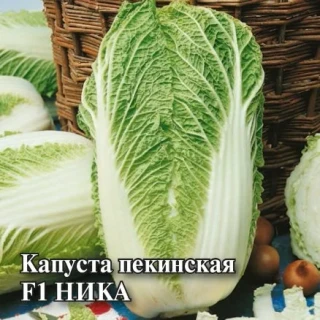 img-1: Капуста пекинская Ника F1 - ООО «Семена Тут»