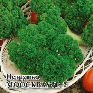 img-1: Петрушка Мооскраузе-2 - ООО «Семена Тут»