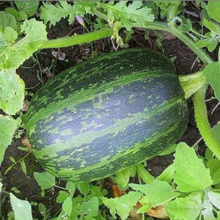 Тыква твердокорая Грибовская кустовая 189 - ООО «Семена Тут»
