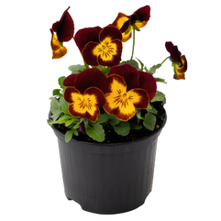 Виола рогатая Эдмаер Ред Еллоу Фэйс [50 шт] - ООО «Семена Тут»