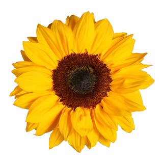 Подсолнечник Винсент F1 Чойс [1000 шт] - ООО «Семена Тут»