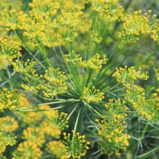 img-0: Укроп Парасоль - ООО «Семена Тут»