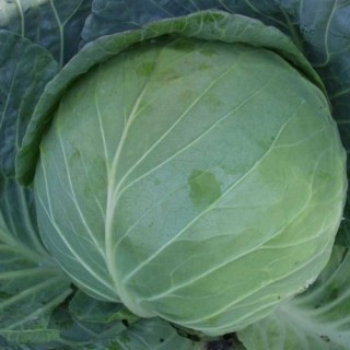 Капуста белокочанная Альбатрос F1 - ООО «Семена Тут»