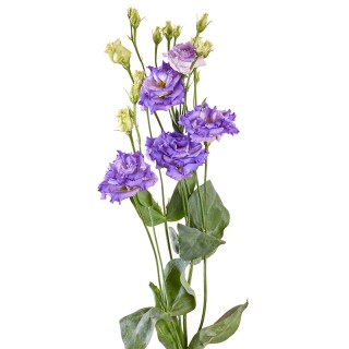 Эустома Алисса 2 Блю Флеш [1000 драже] - ООО «Семена Тут»