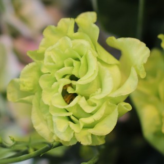 Эустома Розанна 2 Грин [1000 драже] - ООО «Семена Тут»