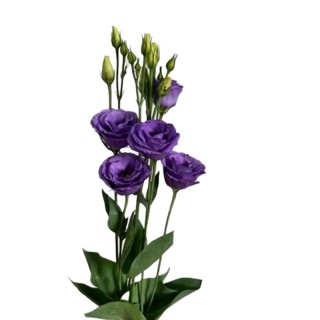 Эустома Розита 3 Брайт Блю [1000 драже] - ООО «Семена Тут»