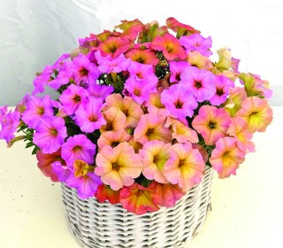 Петуния мультифлора Май Джой Сансет Шейдес [1000 драже] - ООО «Семена Тут»