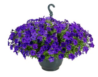 img-1: Петуния ампельная БУМ Блю [1000 драже] - ООО «Семена Тут»