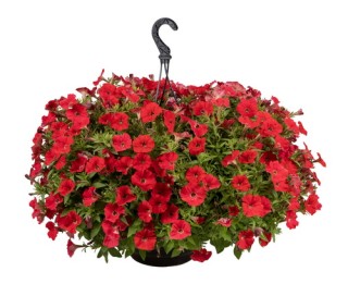 img-1: Петуния ампельная БУМ Ред [1000 драже] - ООО «Семена Тут»