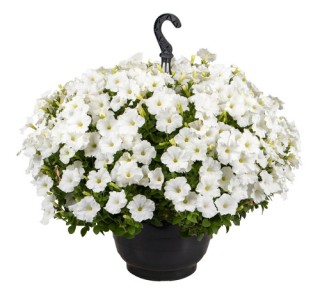 img-1: Петуния ампельная БУМ Вайт [1000 драже] - ООО «Семена Тут»