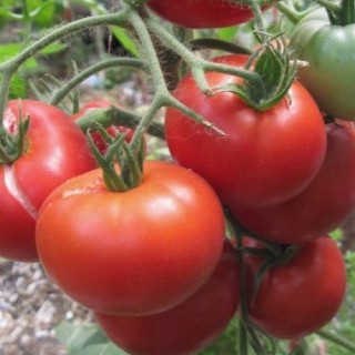 img-0: Томат Агата - ООО «Семена Тут»