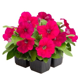 img-0: Петуния мультифлора БУМ Эйч ди Роуз [1000 драже] - ООО «Семена Тут»