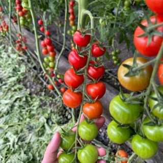 img-0: Томат Арома F1 - ООО «Семена Тут»