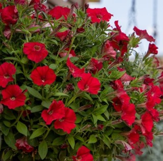 img-0: Петуния ампельная БУМ Ред [1000 драже] - ООО «Семена Тут»