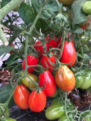 img-3: Томат Пекбол F1 - ООО «Семена Тут»