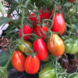 img-0: Томат Пекбол F1 - ООО «Семена Тут»