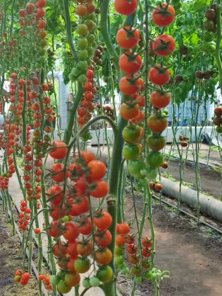 img-1: Томат Яничери F1 - ООО «Семена Тут»