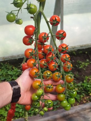 img-2: Томат Яничери F1 - ООО «Семена Тут»