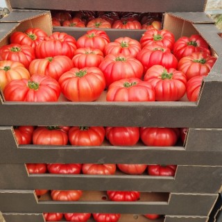 img-1: Томат Сонароза F1 - ООО «Семена Тут»