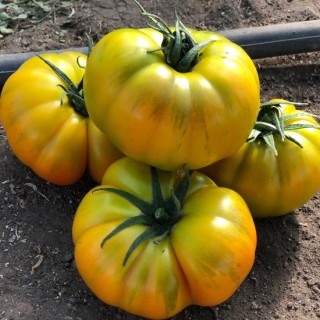 img-0: Томат Еллоу Кой F1 - ООО «Семена Тут»