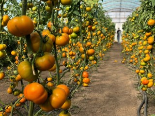 img-1: Томат Еллоу Кой F1 - ООО «Семена Тут»