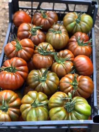 img-1: Томат Браун Кой F1 - ООО «Семена Тут»