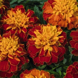Бархатцы отклоненные махровые Петит Гармония - ООО «Семена Тут»