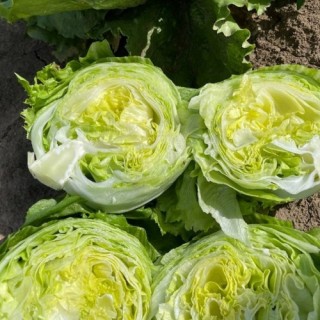 img-1: Салат Джасперинас - ООО «Семена Тут»