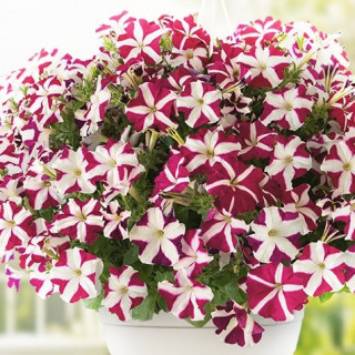 Петуния ампельная Саксесс Маджента Стар [1000 драже] - ООО «Семена Тут»