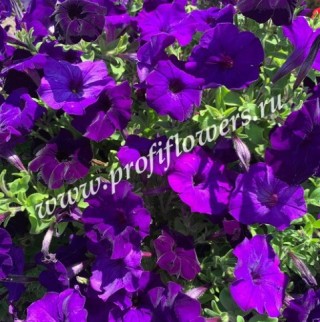 img-1: Петуния гибридная Пендолино Блю [1000 драже] - ООО «Семена Тут»