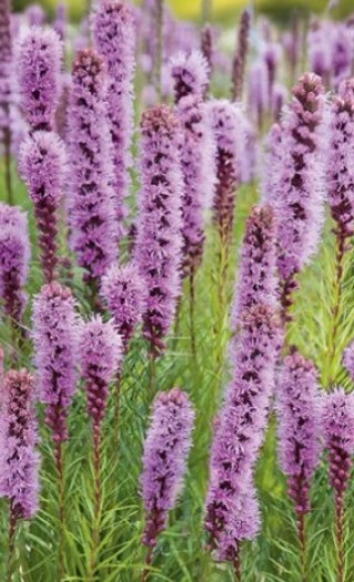 img-1: Лиатрис точечный [2 гр] - ООО «Семена Тут»