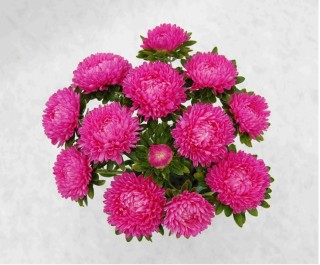 img-1: Астра Бьютифул Дэй Роуз [3 гр] - ООО «Семена Тут»