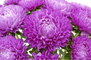 img-1: Астра Бьютифул Дэй Дарк Блю [3 гр] - ООО «Семена Тут»