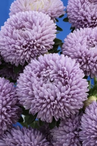 img-1: Астра Бьютифул Дэй Лавендер [3 гр] - ООО «Семена Тут»