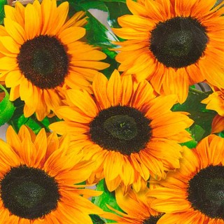 Подсолнечник однолетний Везувио F1 Дип Оранж - ООО «Семена Тут»