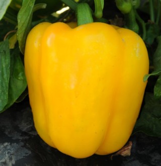 Перец Абей F1 - ООО «Семена Тут»