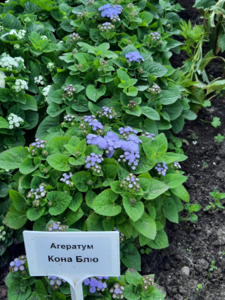 img-2: Агератум Кона Блю [100 шт] - ООО «Семена Тут»