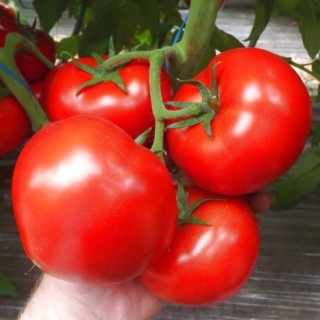 img-0: Томат Аксель F1 - ООО «Семена Тут»