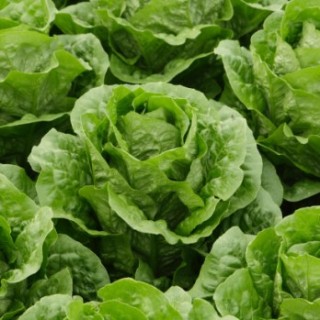 Салат Актина - ООО «Семена Тут»