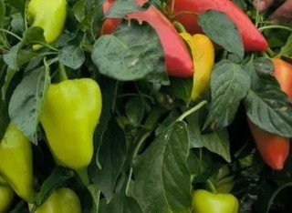 img-1: Перец Альфа F1 - ООО «Семена Тут»